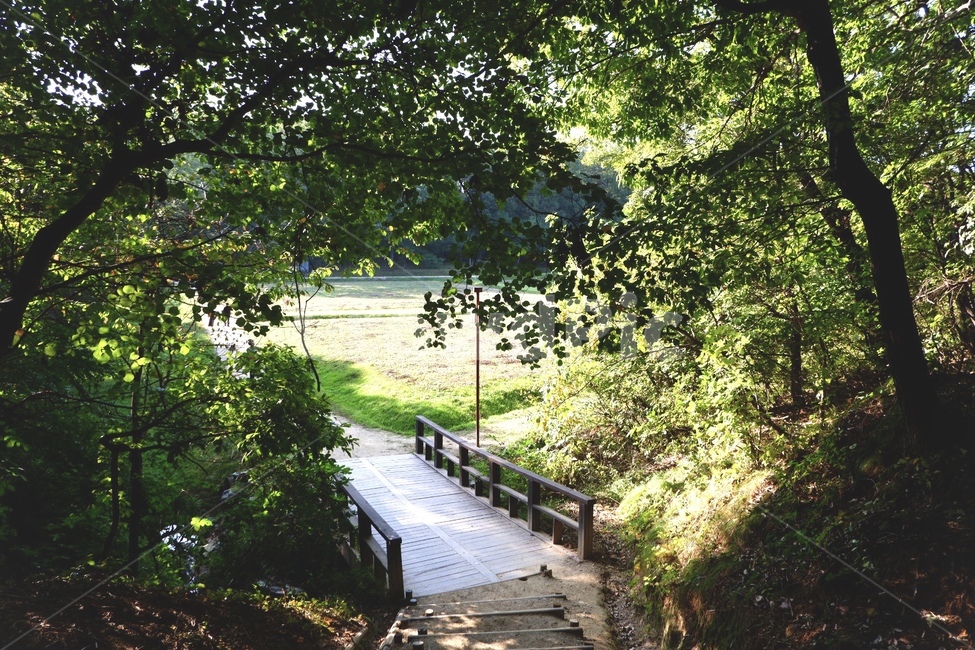 정원,옥외,나무계단,outdoors,garden,forest,숲,푸르른,초록,nature,자연,자연,풍경,nature,landscape