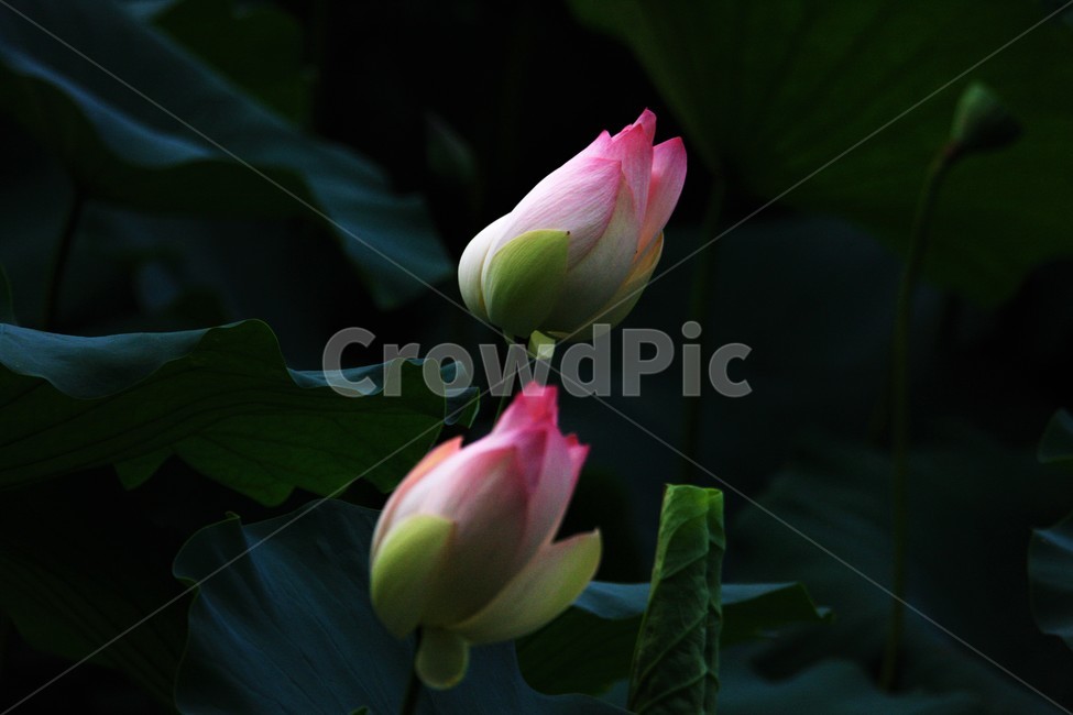 식물,연꽃,꽃,flower,flowerage,식물,자연,plants,nature,꽃,flower