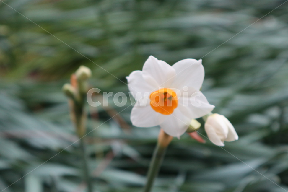 plant,식물,blossom,꽃,flower