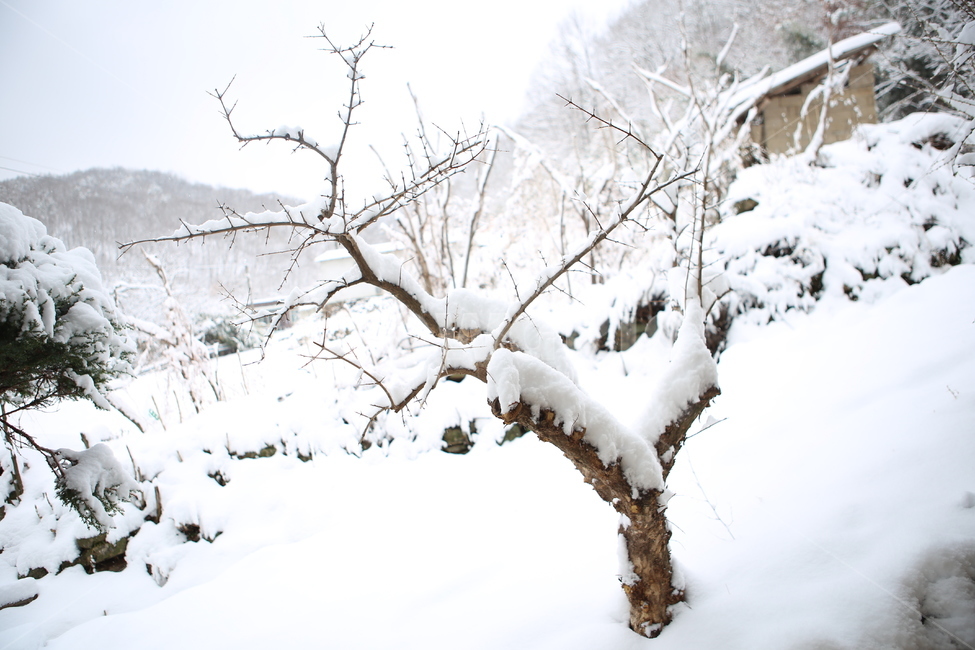 겨울,눈,나무,화이트,흰색,white,winter,snow,tree,겨울,계절,winter,season,자연,풍경,nature,landscape,storm,폭풍,outdoors,옥외,blizzard,눈보라