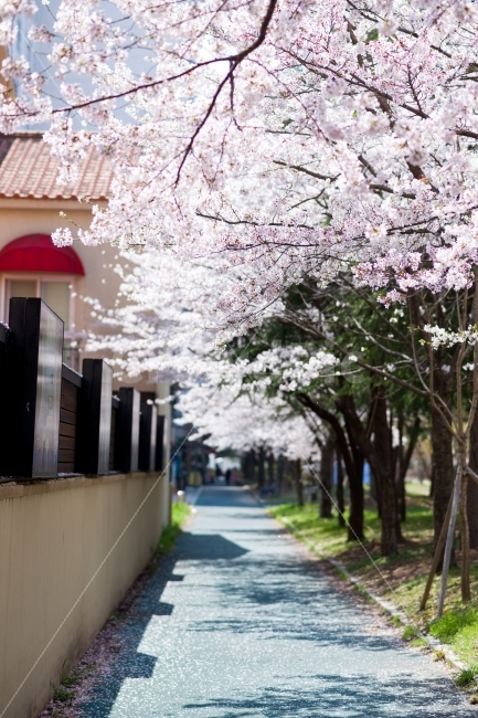 spring,Cherry Blossom,Brightness,flower viewing,flower