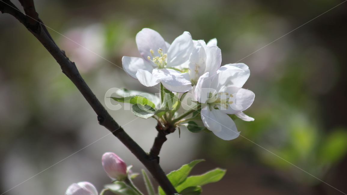 사과나무꽃,봄,식물,꽃,crabapple