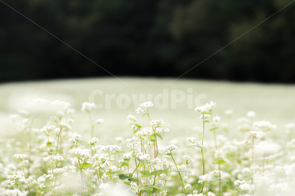 buckwheat flower,Bongpyeong Buckwheat,buckwheat,plant,Buckwheat Flower Festival,buckwheat field,flower