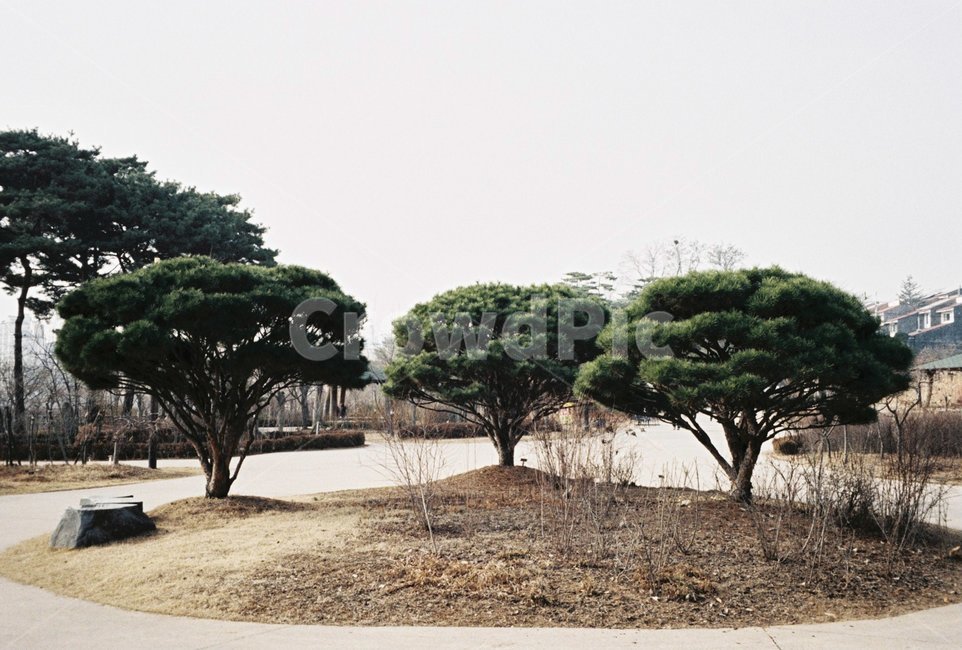 하늘,나무,잔디,자연,풍경,자연,풍경,nature,landscape,tree,plant,식물