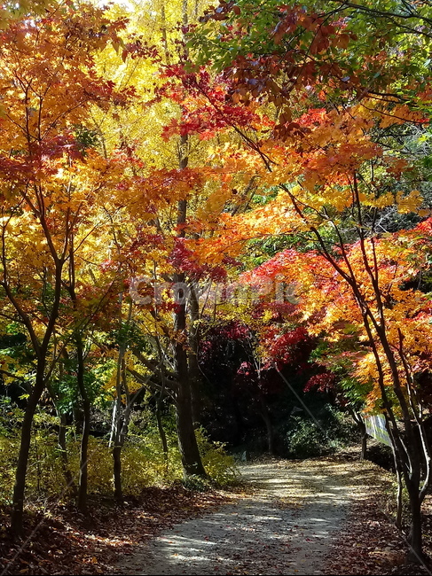 낙엽,단풍,落葉,leaves,나뭇잎,단풍나무,식물,maple,낙엽활엽관목,잎,계절,가을,자연,풍경,outdoors,옥외,fallautumnseason,naturelandscape,풍경사진,길,산책로,등산로,나무줄기,가을,계절,fall,autumn,season,tree,나무,plant,leaf