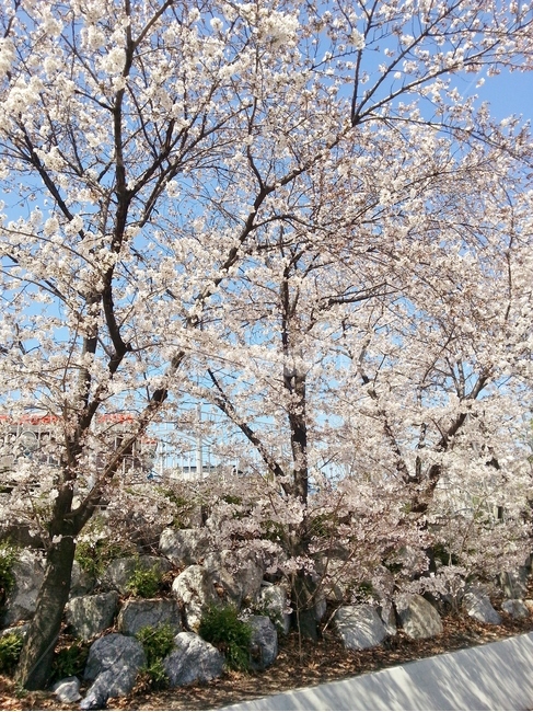 벚꽃,cherryblossom,체리블라썸,꽃,flower,blossom,봄