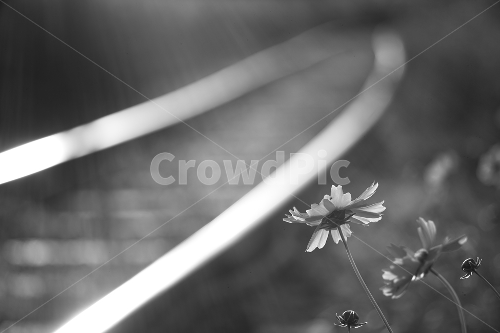 꽃,철길,야생화,저녁빛,레일,자연,들꽃,식물,자연,plants,nature,꽃,flower,흑백,모노톤,monochrome,black and white