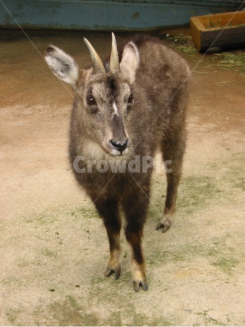 동물원,동물,짐승,산양,양,뿔,동물,animal,포유류,mammal