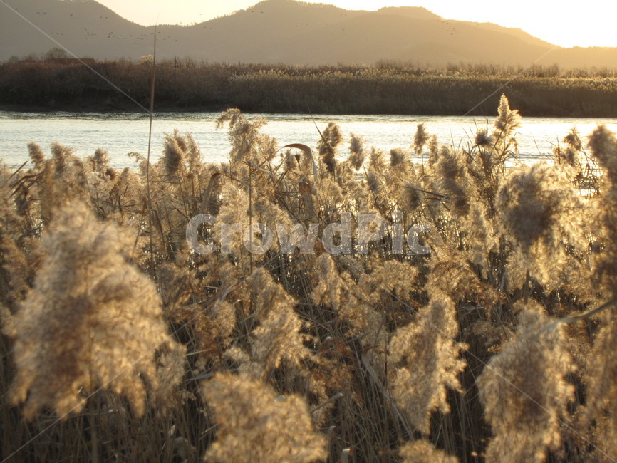 순천만,습지,갈대,갈대밭,해질녘,식물,자연,plants,nature