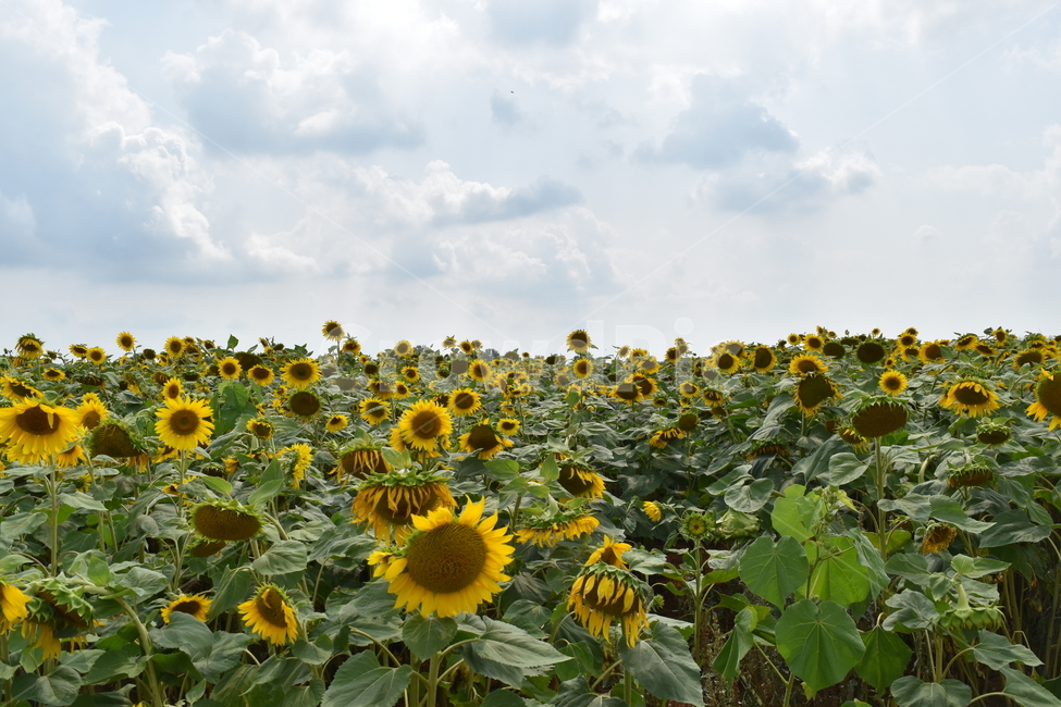 plant,식물,blossom,꽃,flower,식물,자연,plants,nature,꽃,flower