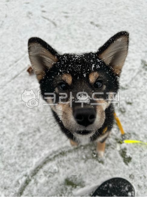puppy,sled dog,animal,Shiba Inu,Eskimodog,dog,pet