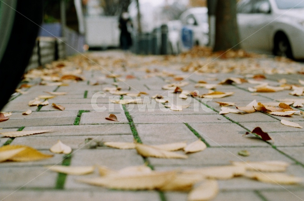 가을,단풍,낙엽,거리풍경,바닥,길거리,maple,autumn,가을,계절,fall,autumn,season,floor
