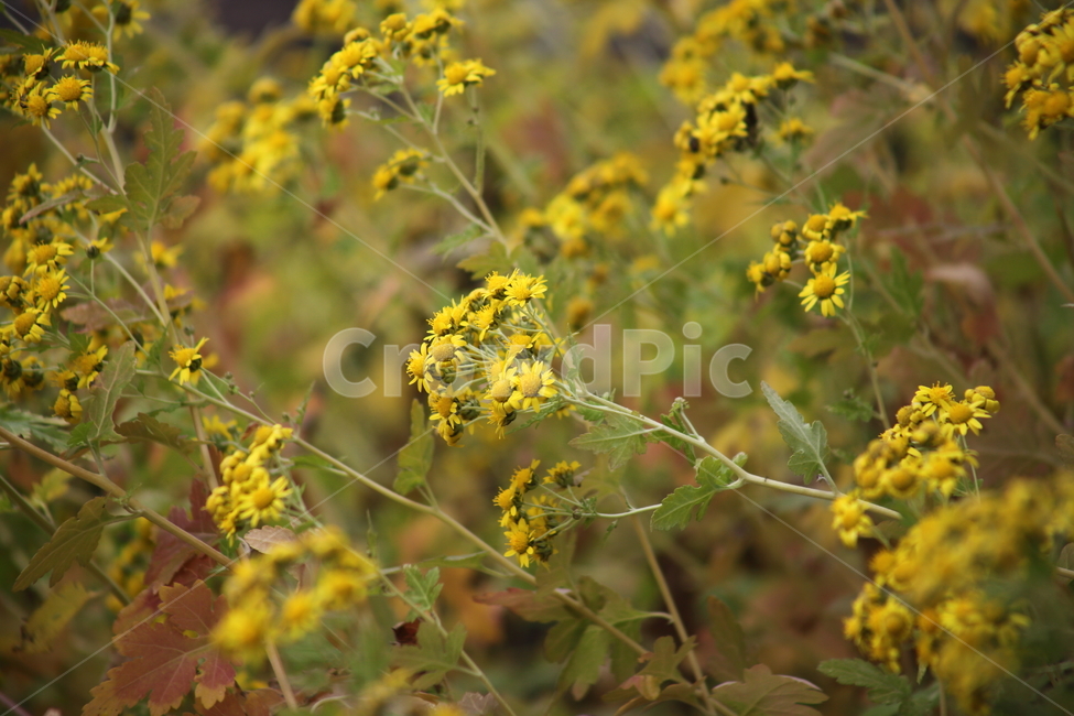 산국,국화,식물,가을꽃,chrysanthemum,식물,자연,plants,nature,꽃,flower