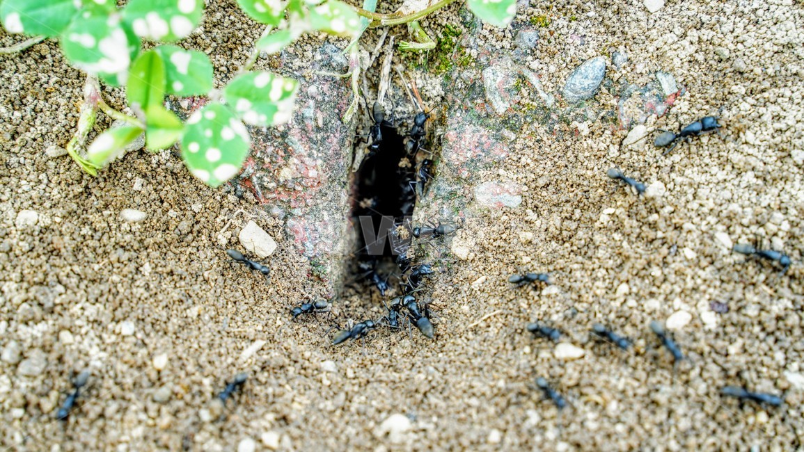 개미굴,개미,곤충,벌레,개미집,동물,땅,곤충,벌레,insect,bug