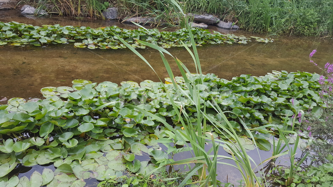 집앞,개천,연잎,초록,강물,자연,풍경,nature,landscape,water,물,land,땅,outdoors,옥외,plant,식물