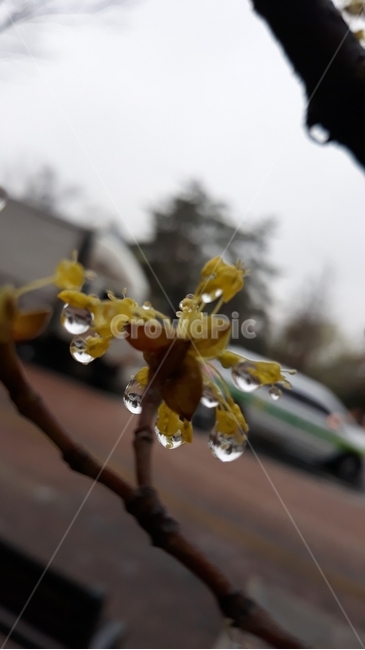 산수유,산수유꽃,물방울,빗물,빗물맺음,식물,자연,plants,nature,꽃,flower