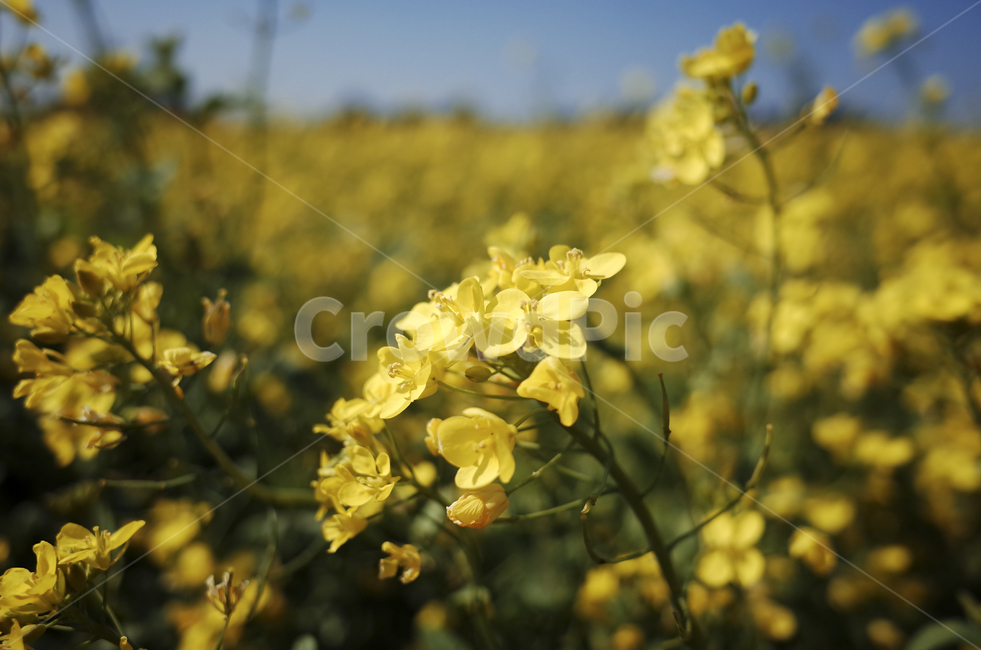 유채꽃,유채,plant,식물,flower,꽃,yellow,green,봄꽃,노란꽃,노란,초록,노랑,봄,계절,spring,season,식물,자연,plants,nature,꽃,flower
