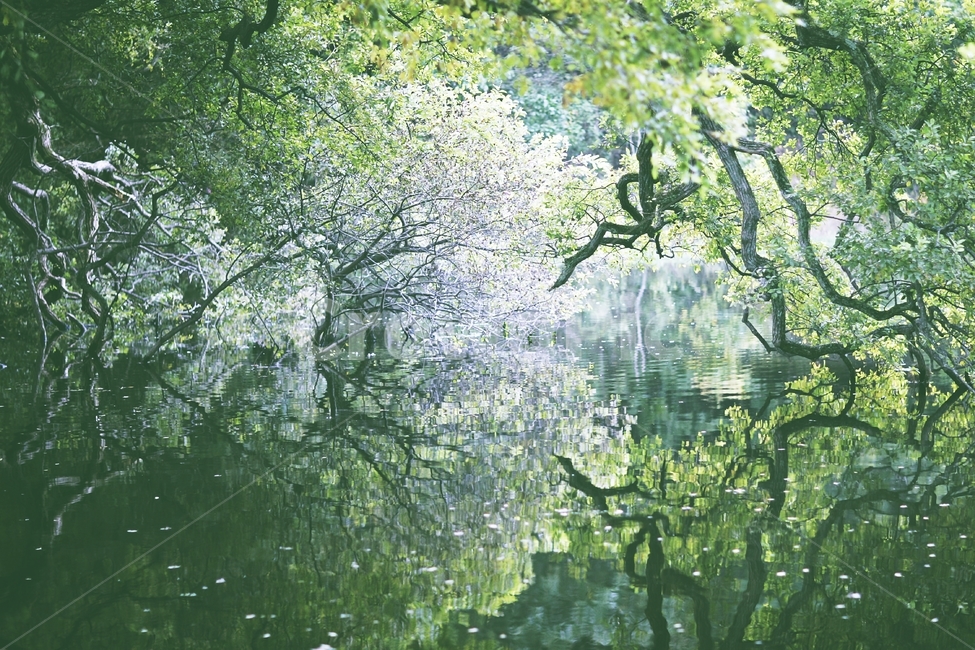 반영,풍경,호수,reflection,landscape,자연,풍경,nature,landscape,한국자연풍경,한국자연경관,korea nature landscape,휴식,힐링,rest,relaxation,healing,vegetation,초목,plant,식물,outdoors,옥외,land,땅,tree,나무,rainforest,열대 우림,forest,숲,woodland,삼림지,jungle,밀림,grove,작은 숲