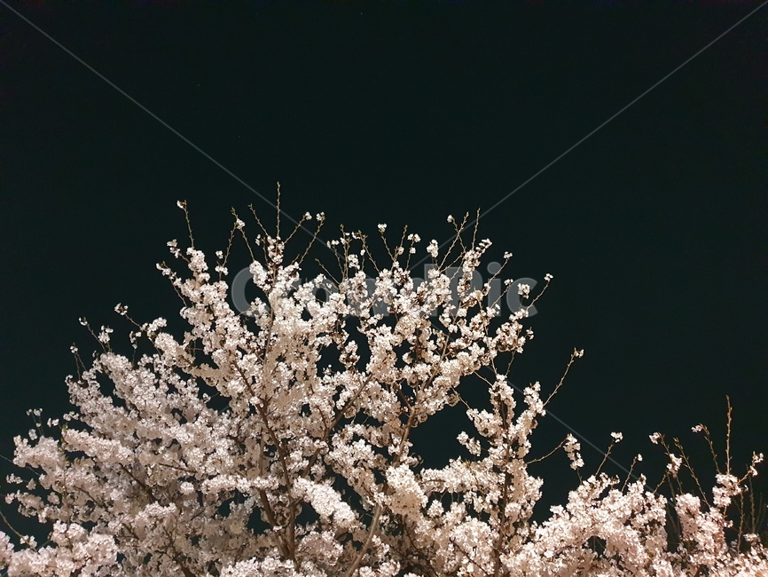 벚꽃,꽃,flower,cherryblossom,감성
