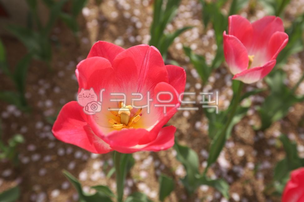 red,petal,Tulip,Spring news,flower