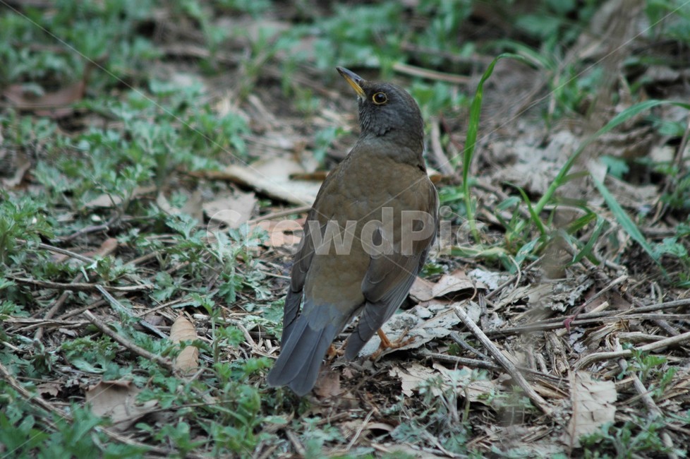 붉은배지빠귀,지빠귀과,여름철새,새,bird,야생조류,야생동물,자연