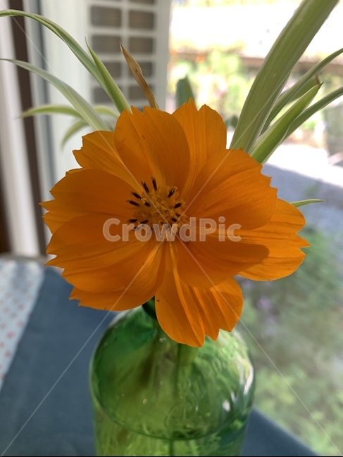 plant,식물,blossom,꽃,flower