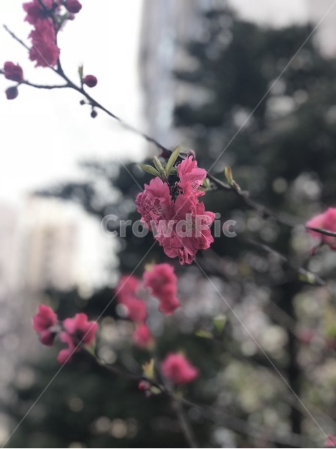 꽃,자연,flower,식물,대자연