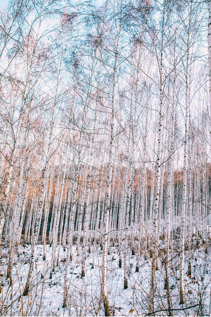 설경,눈풍경,자작나무숲,인제,자작나무,풍경,풍경사진,여행사진,여행,자연,nature,landscape,식물,plants,나무,trees,wood,흑백,모노톤,monochrome,blackandwhite,감성,한국자연풍경,한국자연경관,koreanlandscape,눈꽃,원대리,배경,백그라운드,snow,겨울,계절,winter,season,자연,풍경,nature,landscape,식물,plants,나무,trees,wood,감성,sensible,feeling