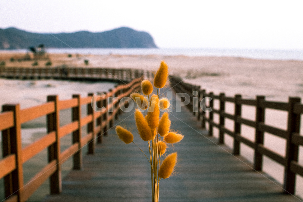 꽃,장식,분위기,풍경,사진,감성,sensible,feeling