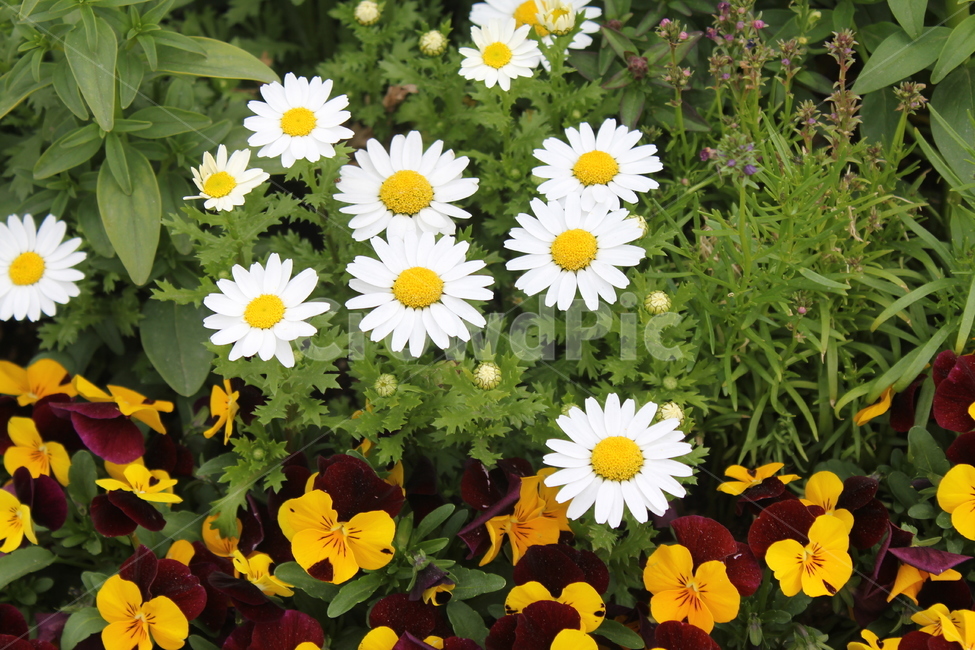 식물,자연,꽃,봄,아름다움,식물,자연,plants,nature,꽃,flower