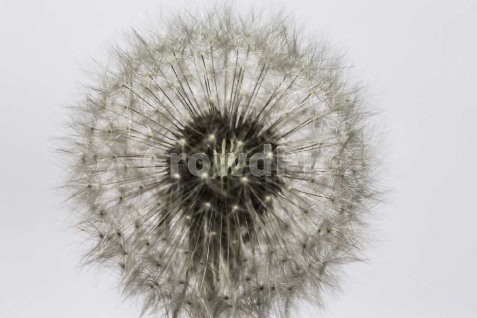 민들레,홀씨,패턴,문양,무늬,꽃씨,식물,자연,plants,nature,꽃,flower