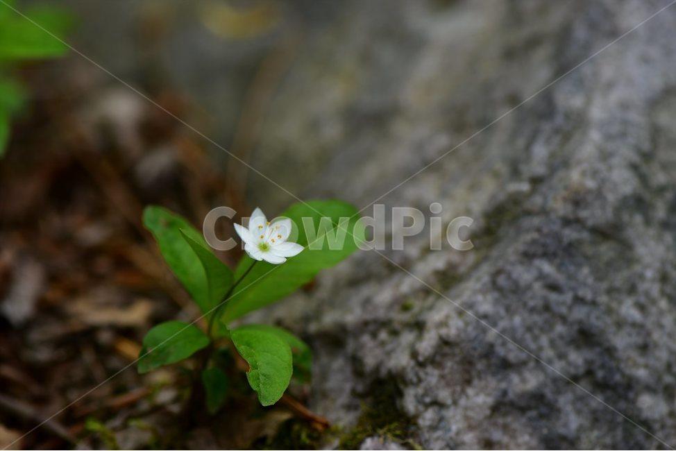 참기생꽃,야생화,식물,자연,생태,꽃,힐링,플라워,wildflower,flower,plants,nature,season,감성,느낌,emotion,feeling,앵초목,앵초과,기생꽃속,여러해살이풀,희귀식물,식물,자연,plants,nature,꽃,flower