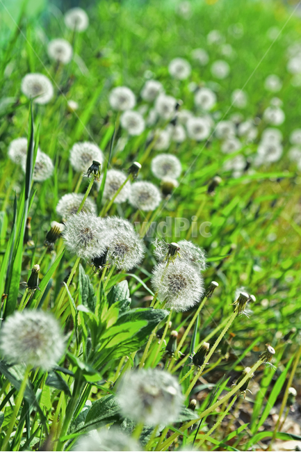 민들레,홀씨,민들레홀씨,씨앗,봄배경,시즌,계절,식물,초본,식용,국화과,한약재,약용식물,군락지,야외,옥외,아웃도어,plant,배경,바탕,백그라운드,season,초록색,녹색,풀밭,들풀,들꽃,야생화,산야초