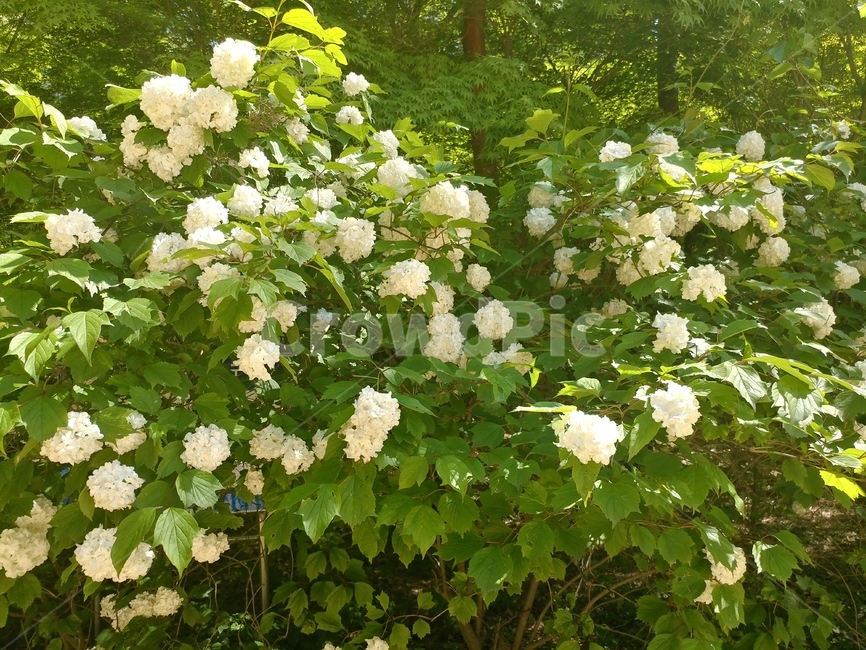 꽃,여름풍경,야생화,울창한,수국