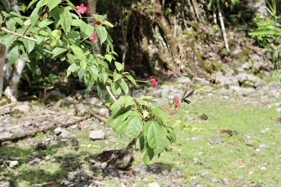plant,식물,나비,잎,초록색,푸른색,초록,푸른,햇살