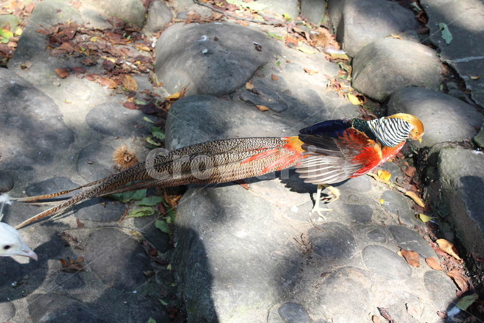 zoo,pheasant,꿩,새,bird,동물원,동물,animal,조류,동물,animal,조류,새,birds