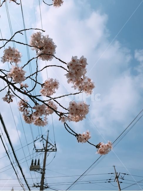 벚꽃,꽃,봄,벚꽃나무,하늘,식물,자연,plants,nature,꽃,flower