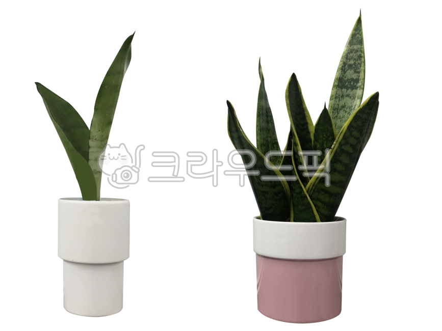 산세베리아,화분,미니화분,누끼,배경,투명배경,인테리어,실내,장식,분위기,식물,화초,공기정화,음이온,sansevieria,pottedplant,miniflowerpot,greenleaves,background,transparentbackground,interior,indoors,decoration,atmosphere,plants,flowers,airpurification,negativeions
