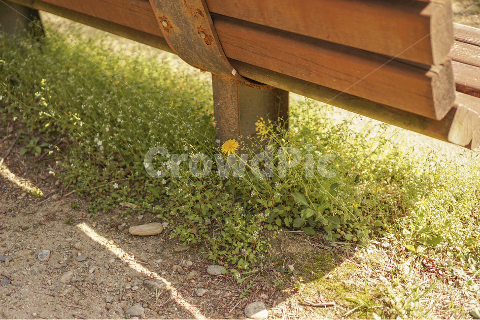 꽃,식물,노란꽃,봄꽃,노랑꽃,자연,flower,plants,nature