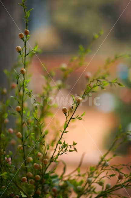 감성,색감,꽃봉오리,나무잎,소품,식물,자연,plants,nature,꽃,flower