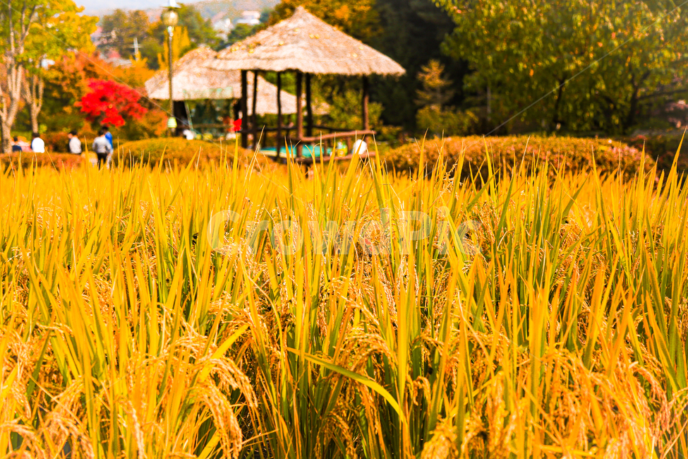 nature,자연,옥외,person,human,사람,가을,계절,fall,autumn,season,곡류,곡식,cereals