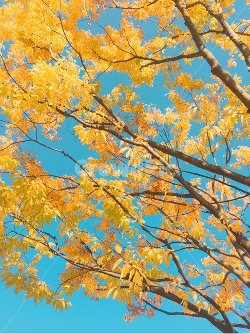 풍경,하늘,가을하늘,가을풍경,가을,가을,계절,fall,autumn,season,식물,자연,plants,nature,나무,trees,wood,색깔,색상,색채,색감,color sense,color sensitivity,feeling of color,leaf,잎,plant,tree,maple,단풍