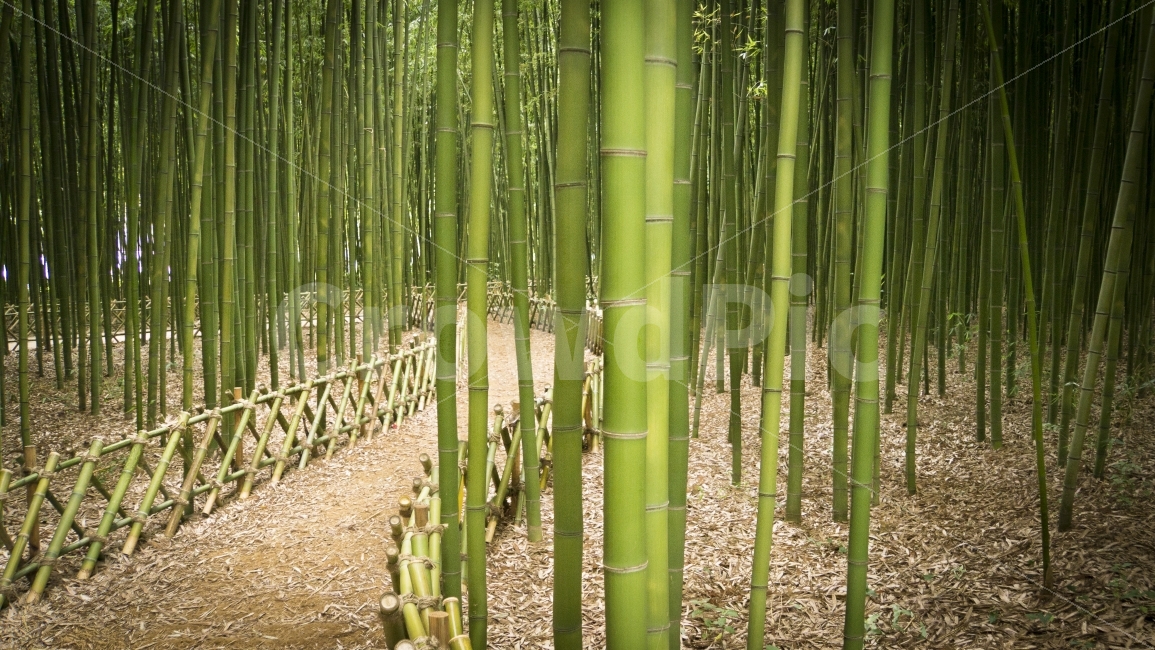 대나무,십리대밭,여행,울산,자연,태화강,풍경,자연,풍경,nature,landscape,식물,plants,나무,trees,wood