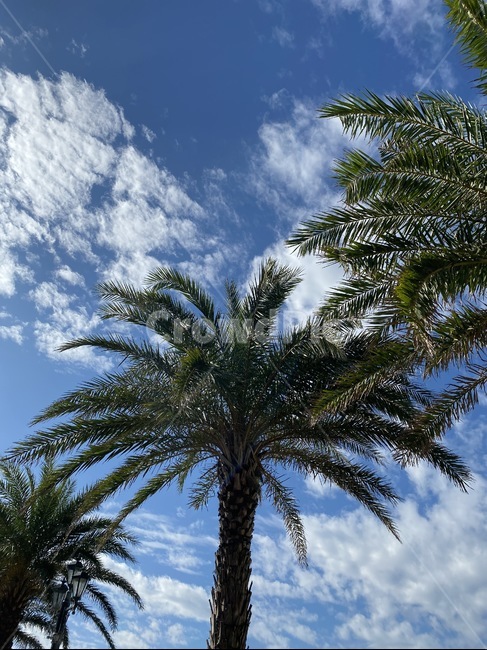plant,식물,tree,나무,palmtree,arecaceae,여름,summer,sky,bluesky,clouds,풍경,하늘,구름,야자수,식물,자연,plants,nature,나무,trees,wood