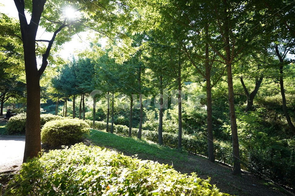 숲,나무,풍경,햇살,푸른,자연,풍경,nature,landscape