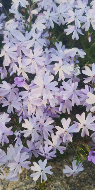 꽃,식물,봄꽃,연보라색,flower,flowers