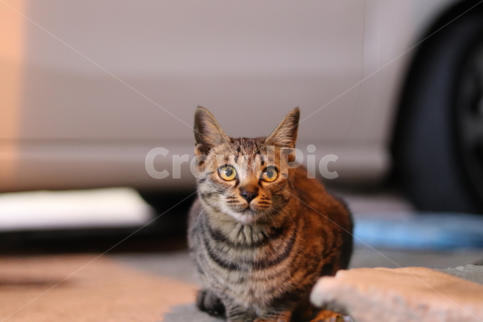 길고양이,고양이,귀여운고양이,길냥이,시골고양이,동물,animal,포유류,mammal,고양이,cat,kitten,kitty