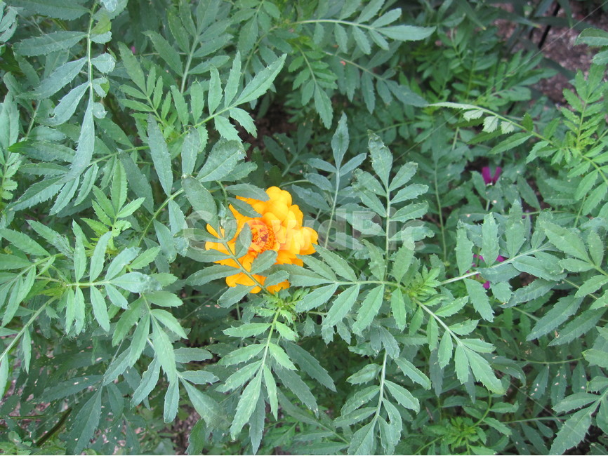 풀,꽃,자연,노랑,초록,노란꽃,그린,nature,식물,식물,자연,plants,nature,꽃,flower