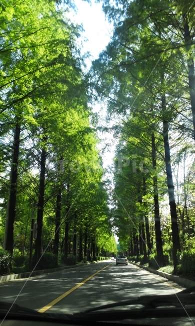 숲,산,나무,길,하늘,플라타너스,가로수길,드라이브,삼림욕,사랑,자연,풍경,nature,landscape,교통,교통수단,traffic,transportation,vegetation,초목,plant,식물,outdoors,옥외,land,땅,tree,forest,woodland,삼림지,path,통로,grass,잔디,grove,작은 숲