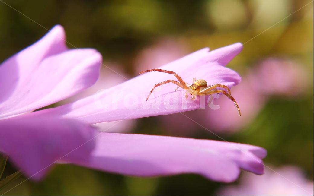 꽃,꽃잎,거미,녹색거미,절지동물,자연,꽃,flower,동물,animal,곤충,벌레,insect,bug